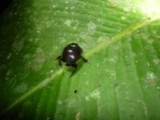Along the night walk trail - some type of beetle