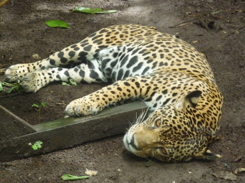 Jaguar at the animal rescue zoo